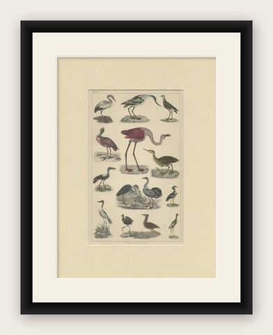 Antique Hand-Coloured Bird Engravings from Goldsmith’s Animated Nature, ca.1852, shown framed