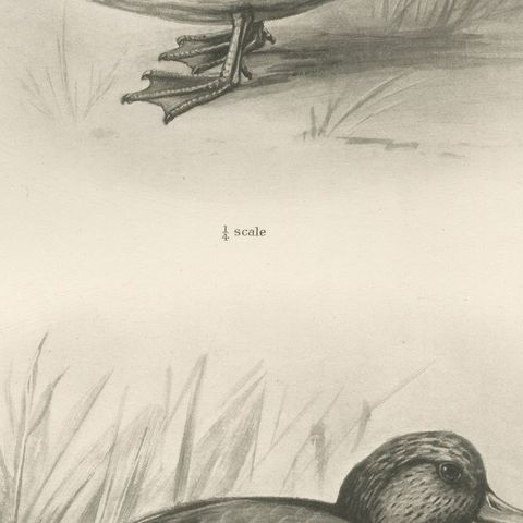 Teal, Two Figures, Antique Bird Print after Lilian Medland, circa 1909, close-up 3