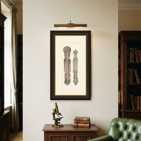 Brain and Spinal Cord with the Spinal Nerves, Hirschfeld Folding Plate, 1866, shown framed on a wall