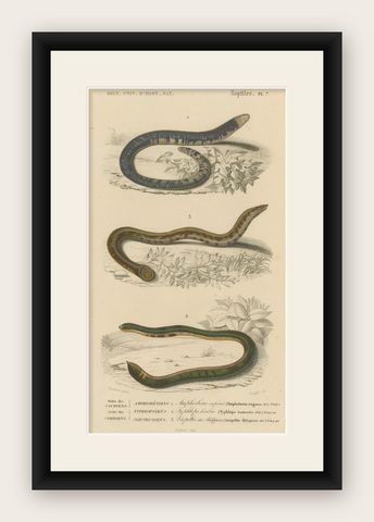 Snake Print of Worm Snake, Philippine Uropeltis and Amphisbaena, c.1850, shown framed