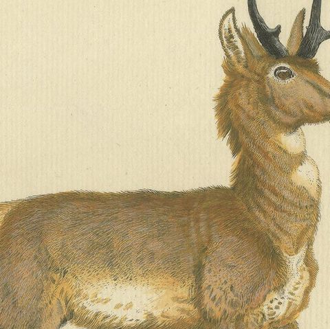Antique Print of a nice Hand-colored Antelope by Schreber '1775', close-up 2