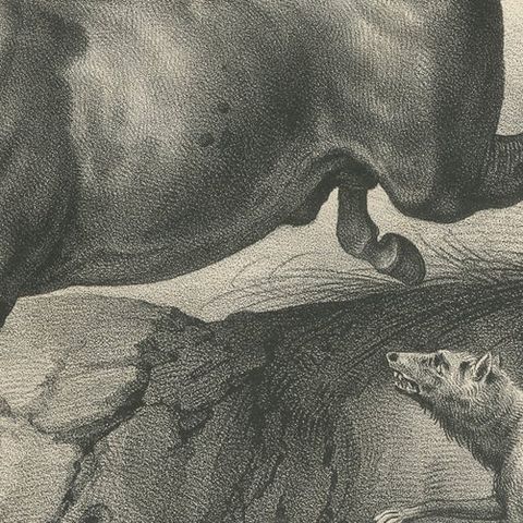 Original Antique Print of a Wild Horse, close-up 2