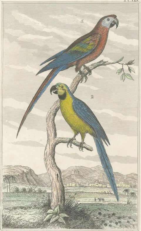 Small Hand-Colored Print L'Ara Rouge et Bleu Parrot from Buffon’s Histoire, 1770, close-up 6