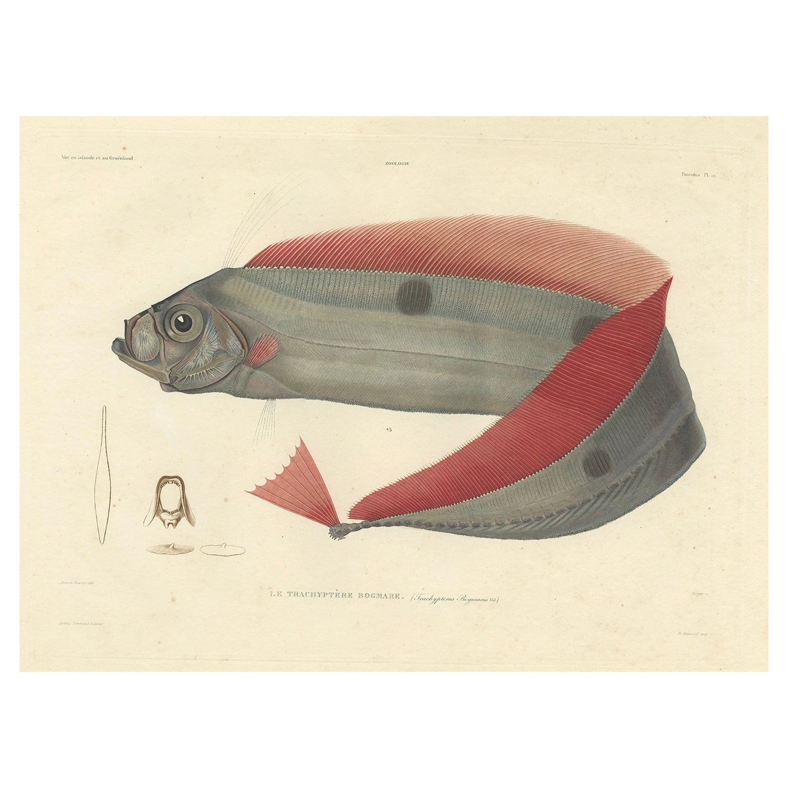 Antique Ribbonfish Print, Hand-Colored Lithograph of Trachypterus Bogmarus 1845
