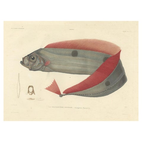 Antique Ribbonfish Print, Hand-Colored Lithograph of Trachypterus Bogmarus 1845