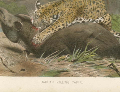 Jaguar Killing Tapir, Dramatic Antique Wildlife Print, Victorian Era, 1894, close-up 4