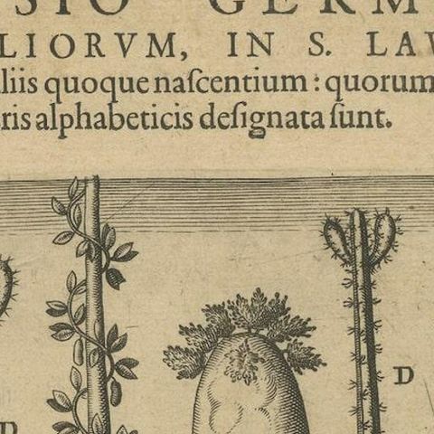 Botanical Illustration of Saint Lawrence's (Madagascar) Seeds and Plants, 1601, close-up 5
