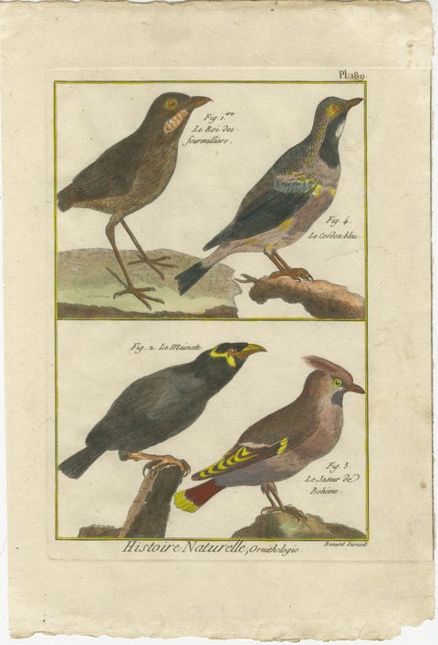 Hand-Colored Engraving of Diverse Bird Species from Histoire Naturelle, 1790, view 2