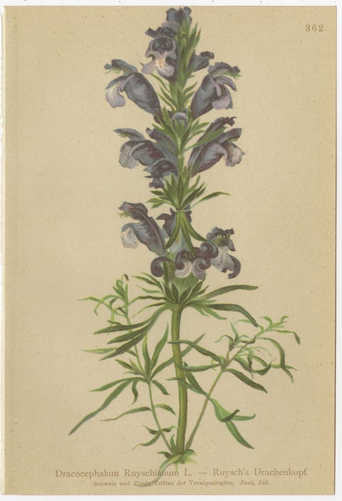 Set of 8 Antique Alpine Botanical Chromolithographs, Atlas der Alpenflora 1897, view 2