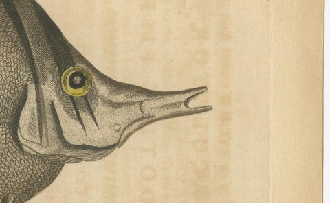 Long-Nosed Surgeonfish, Antique Hand-Colored Fish Engraving, Nodder c.1794, view 8