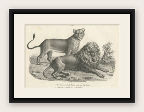 Original Antique Print of a Barbary Lion and Lioness by Brodtmann, shown framed