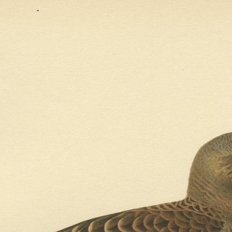 Antique Bird Print of the Parasitic Jaeger by Von Wright, 1929, close-up 1