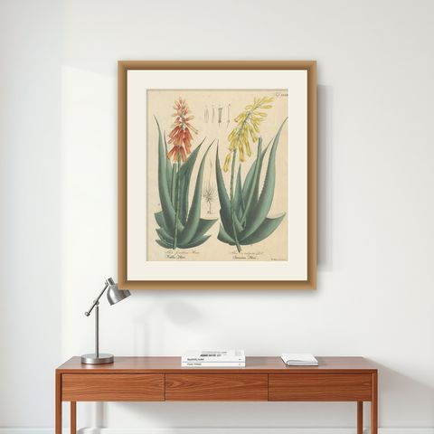 Antique Botanical Print of Aloe Socotrina & Aloe Vulgaris, c.1831, shown framed on a wall