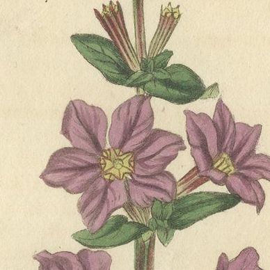 Antique Botany Print of Lythrum Alatum or Angled Purple-Loosetrife, 1816, close-up 1
