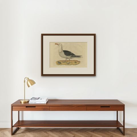 Antique Bird Print of the Great Black-Backed Gull by Sepp & Nozeman, 1829, shown framed on a wall