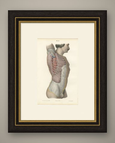 Cutaneous Nerves of the Flank, Antique Hirschfeld Anatomy Print, 1866, shown framed