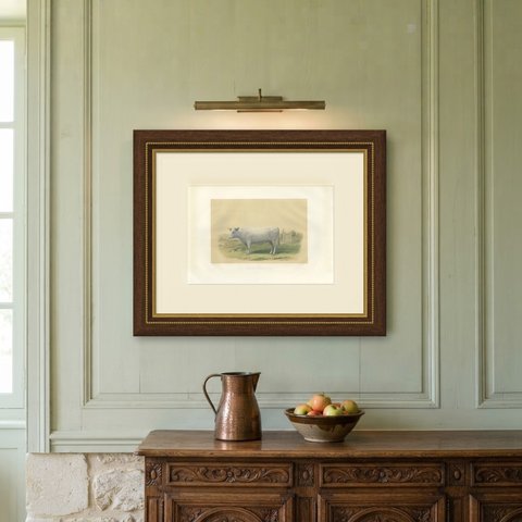 Charolais Cow, Antique French Cattle Print after Jadin, 1873, shown framed on a wall