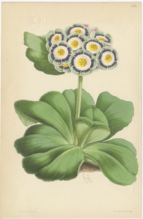 Set of 4 Antique Botany Prints, Purple, by Brooks 'c.1870', view 5