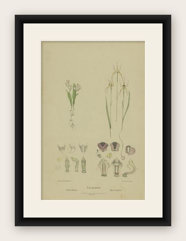 Antique Botany Print of the White Fairy Orchid & Leaping Spider Orchid '1884', shown framed