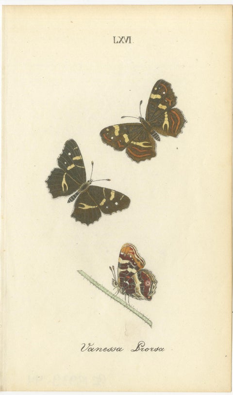 Cabinet-Size Butterfly Engravings with Jewel-Tone Species, Set of 6, 1835, view 6