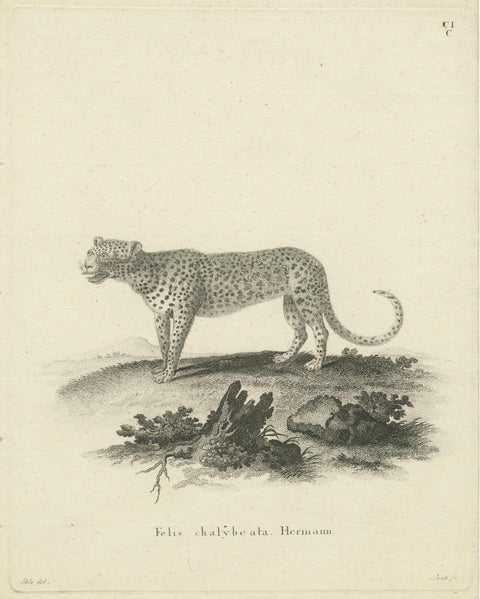 Antique Engraving of a Leopard, Drawn by Ihle and Engraved by Bock, c.1800, close-up 1
