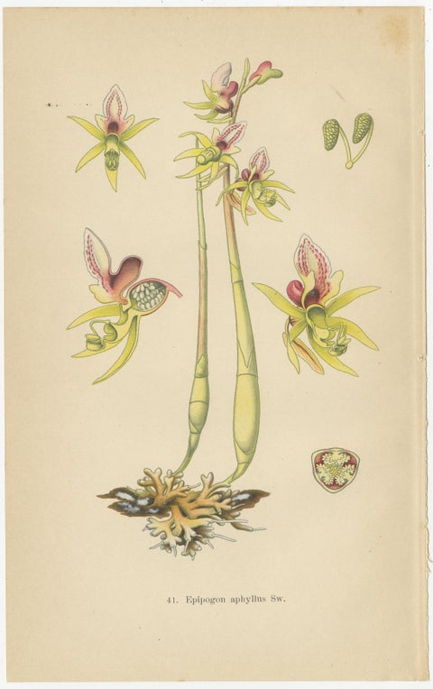 Floral Symphony: Müller's 1904 Botanical Illustrations, view 2