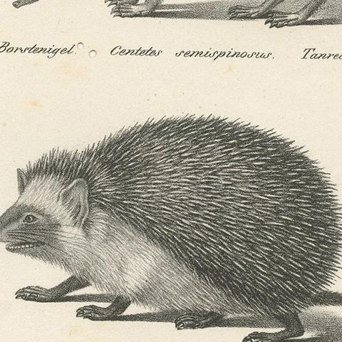 Antique Print of Hedgehogs, 'c.1830', close-up 1