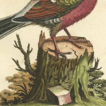Exotic Pigeons: Hand-Colored Engravings from the Seligmann Edition, c.1770, close-up 1