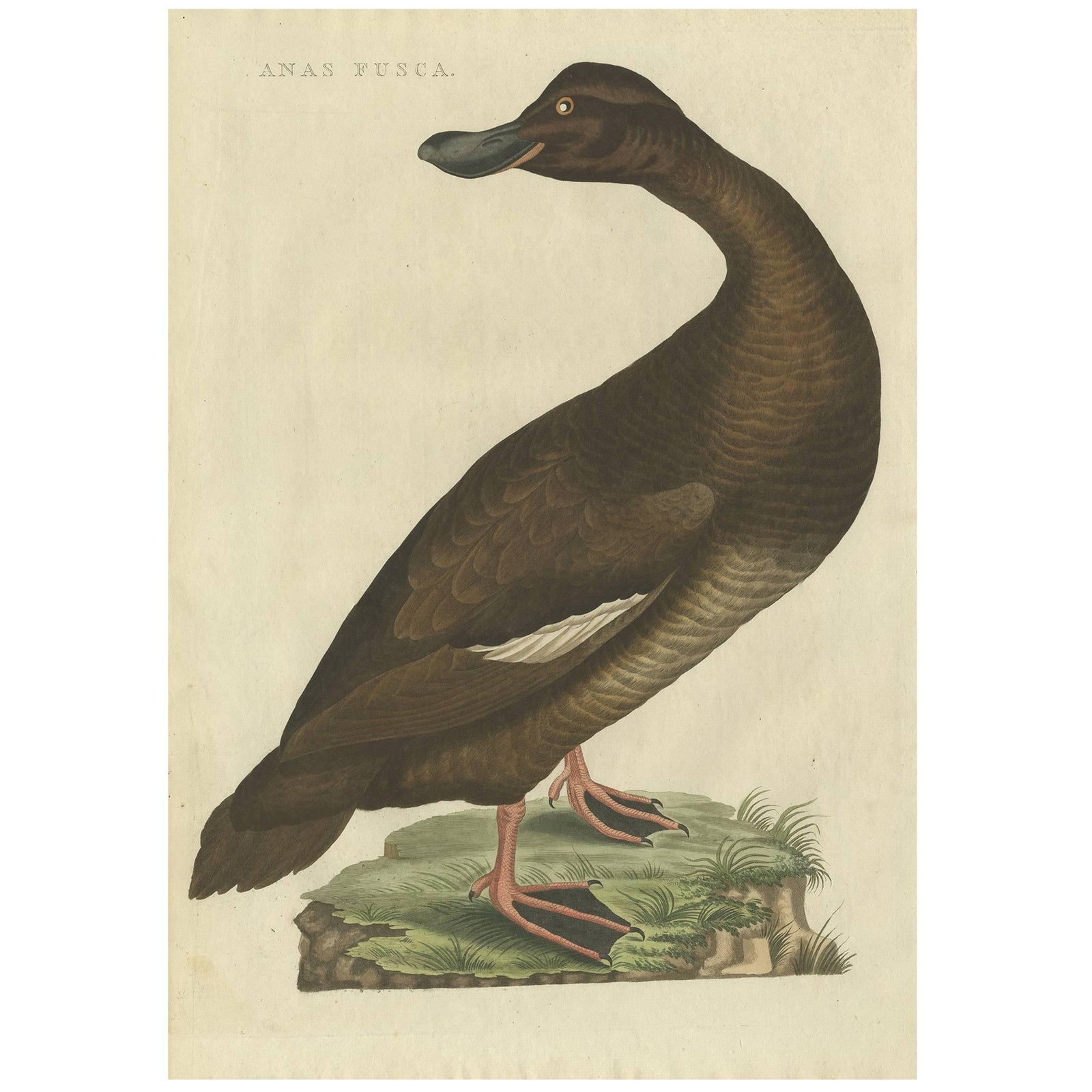 Antique Bird Print, Velvet Scoter Anas Fusca by Nozeman & Sepp, 1770