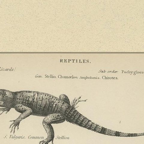 Pl. 3 Antique Print of Various Reptiles by Richardson, circa 1860, close-up 1
