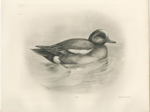 Wigeon, Antique Bird Print after Lilian Medland, circa 1909