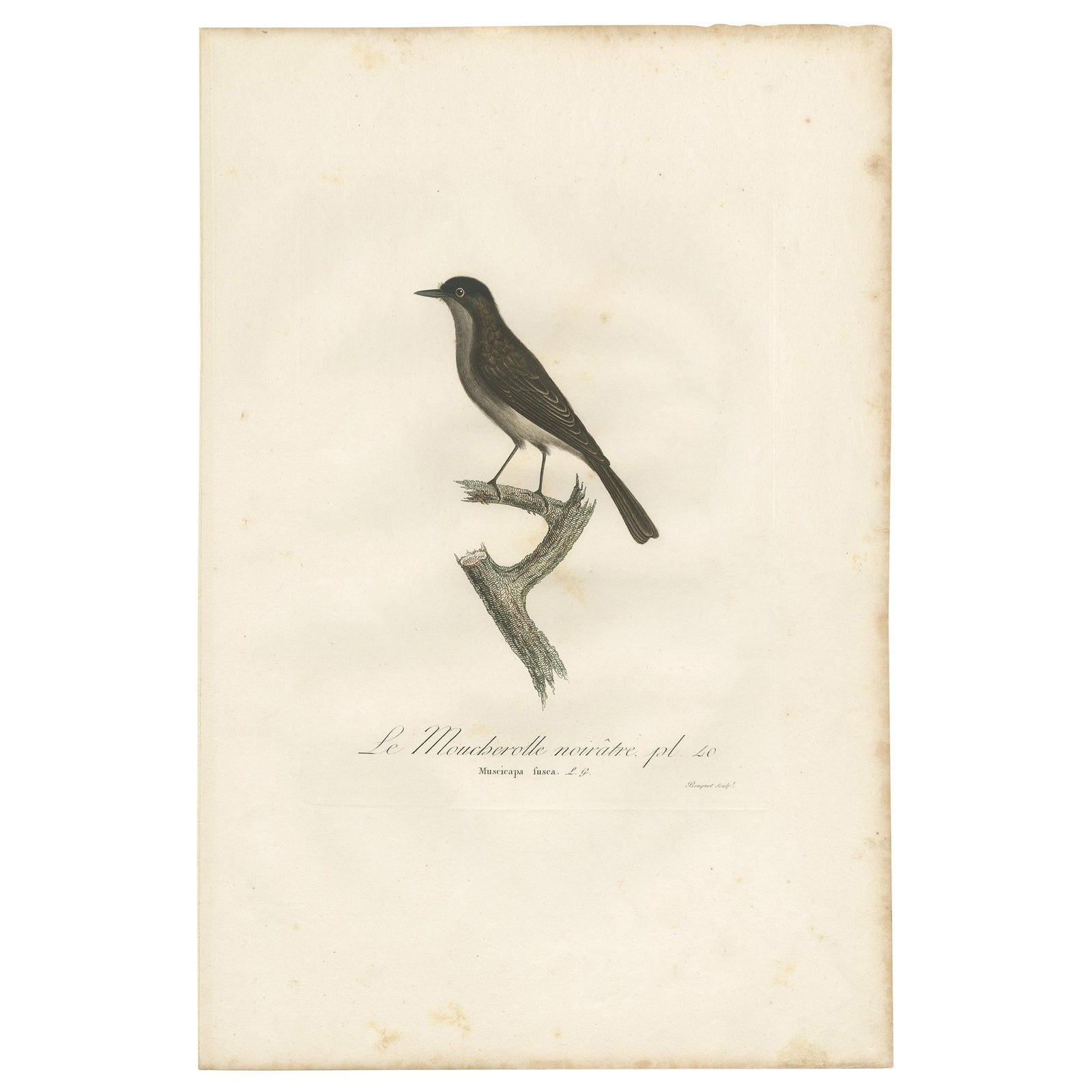Antique Bird Print of a Peewee Flycatcher by Vieillot, 1807