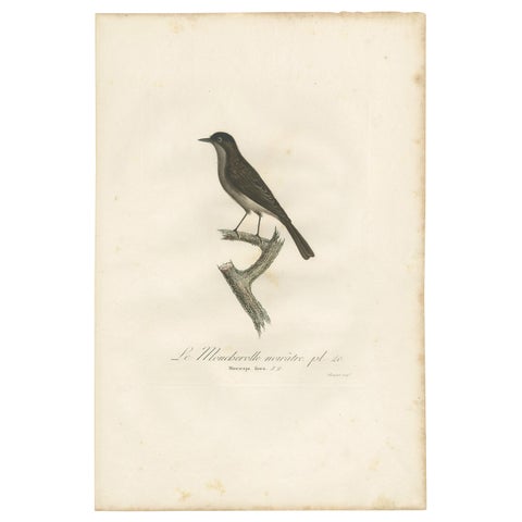 Antique Bird Print of a Peewee Flycatcher by Vieillot, 1807