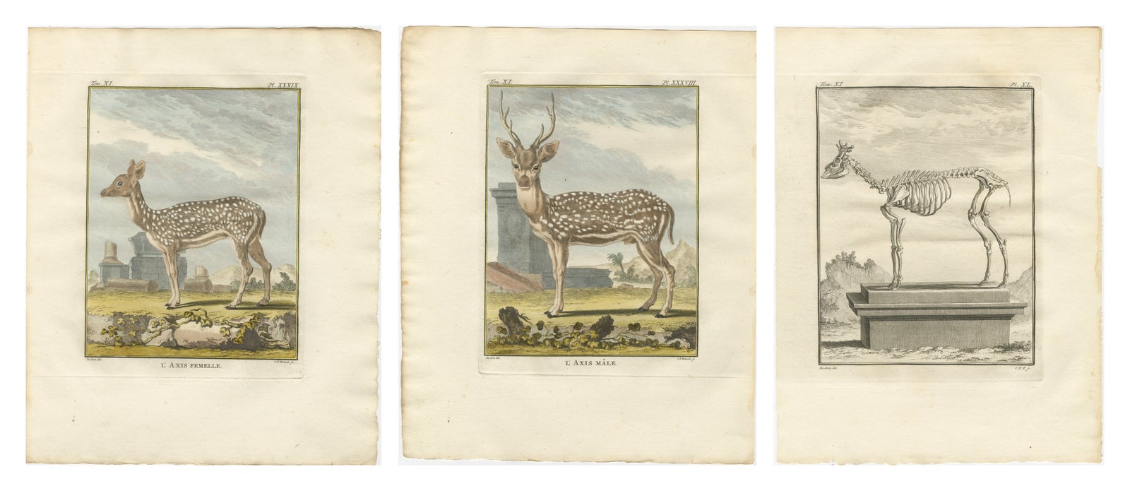 Buffon Axis Deer Prints Set of 3, Male Female & Skeleton, 1775