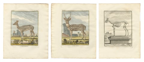 Buffon Axis Deer Prints Set of 3, Male Female & Skeleton, 1775