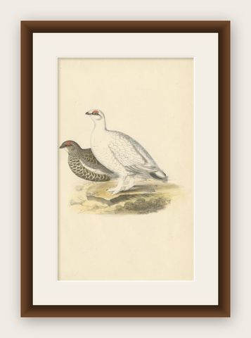 Antique Bird Print of the Rock Ptarmigan, C.1840, shown framed
