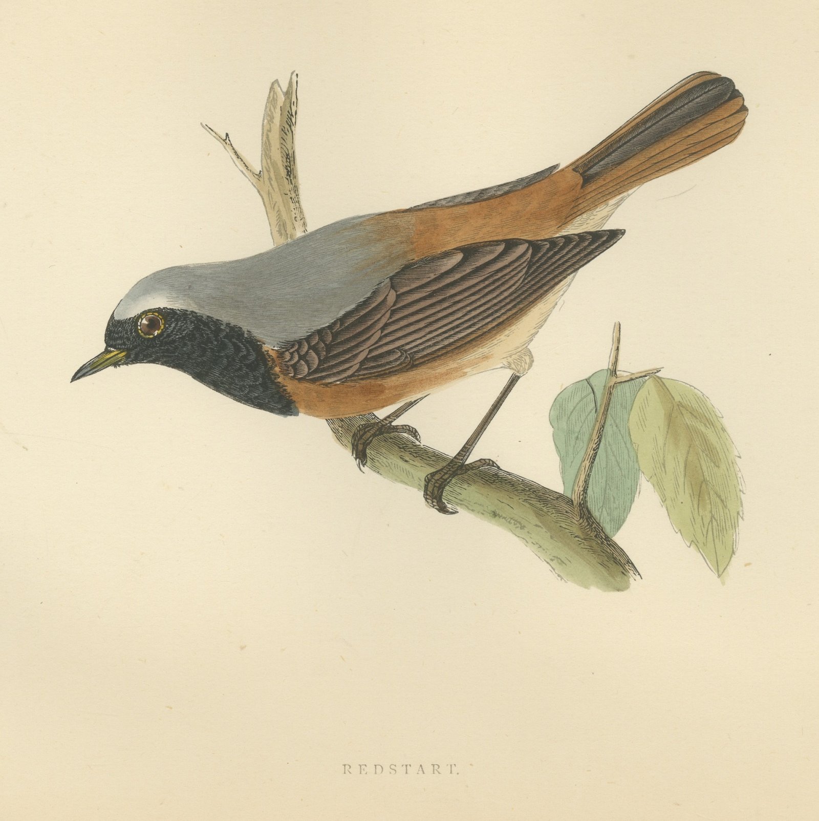 Redstart Leaning from a Leafy Twig, Hand Colored Bird Print, Morris, 1896