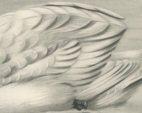 Mute Swan with Downy Cygnet, Plate CLXVII after Lilian Medland, c. 1909, close-up 2