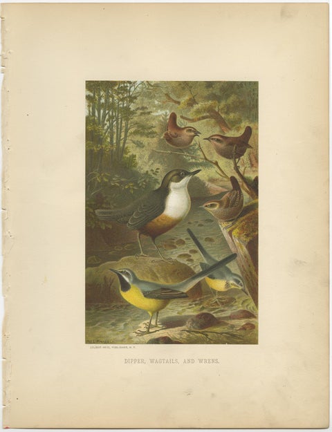 Antique Chromolithographic Bird Print of the Dipper, Wagtail and Wren, 1898, view 2