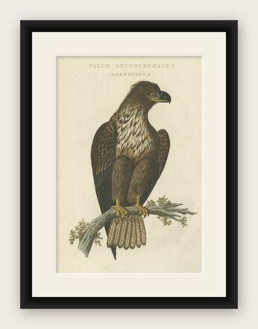 The Young Bald Eagle, Antique Dutch Ornithological Engraving, 1770s, shown framed
