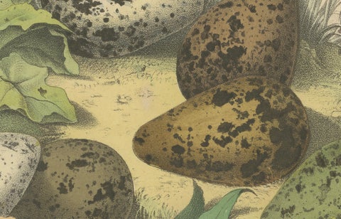 Wigeon Eggs in Nature: An 1863 Study of Avian Reproduction - Lithograph, close-up 3