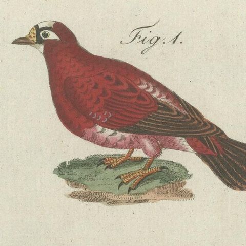 Antique Bird Print of Various Foreign Pigeons Including the Crimson Pigeon, 1800, close-up 4