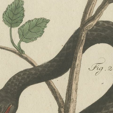 Black Snake with Hummingbird, Antique Bertuch Print, Vienna, circa 1805, close-up 6