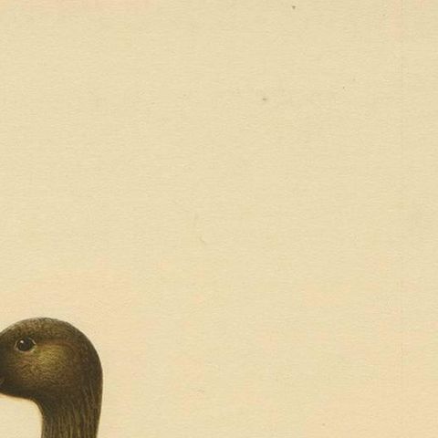 Antique Bird Print of a Taiga Bean Goose ‘Anser Fabalis’, 1917, close-up 1
