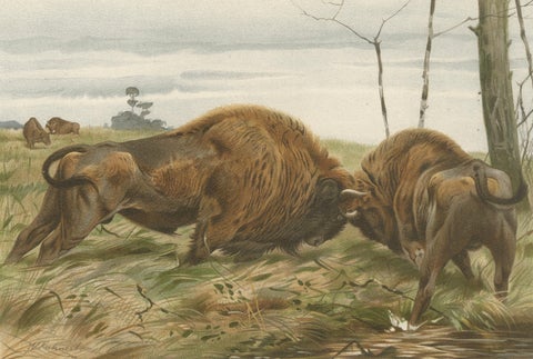 European Bison, Antique Wildlife Chromolithograph after Kuhnert, 1894, close-up 2