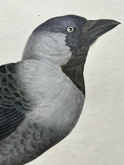 Western Jackdaw Print, Corvus Monedula by Nozeman and Sepp, 1797, view 7