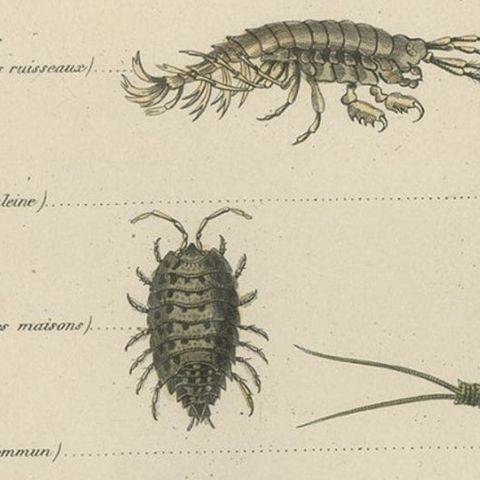Antique Print of Various Crustaceans, incl a Crab, Lobster, Squid, 1854, close-up 2