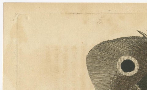 Long-Nosed Surgeonfish, Antique Hand-Colored Fish Engraving, Nodder c.1794, view 9