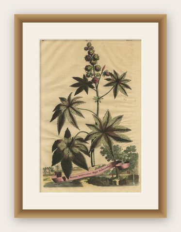 Botanical Illustration of the Castor Oil Plant (Ricinus communis), 1696, shown framed