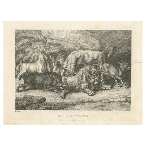 Original Antique Print of Old Lion Insulted